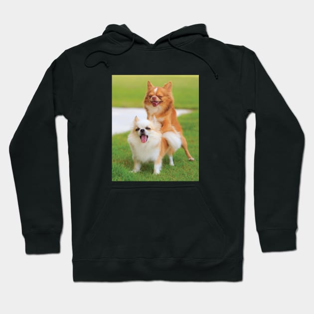 Funny Humping Chihuahua Dogs Gag Gift Prank for Dog & Animal Lovers Hoodie by twizzler3b